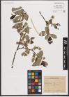 Foto von Salix L.